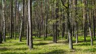 - У нас совершенно другая ситуация в Беловежской пуще или других лесах с природными особенностями